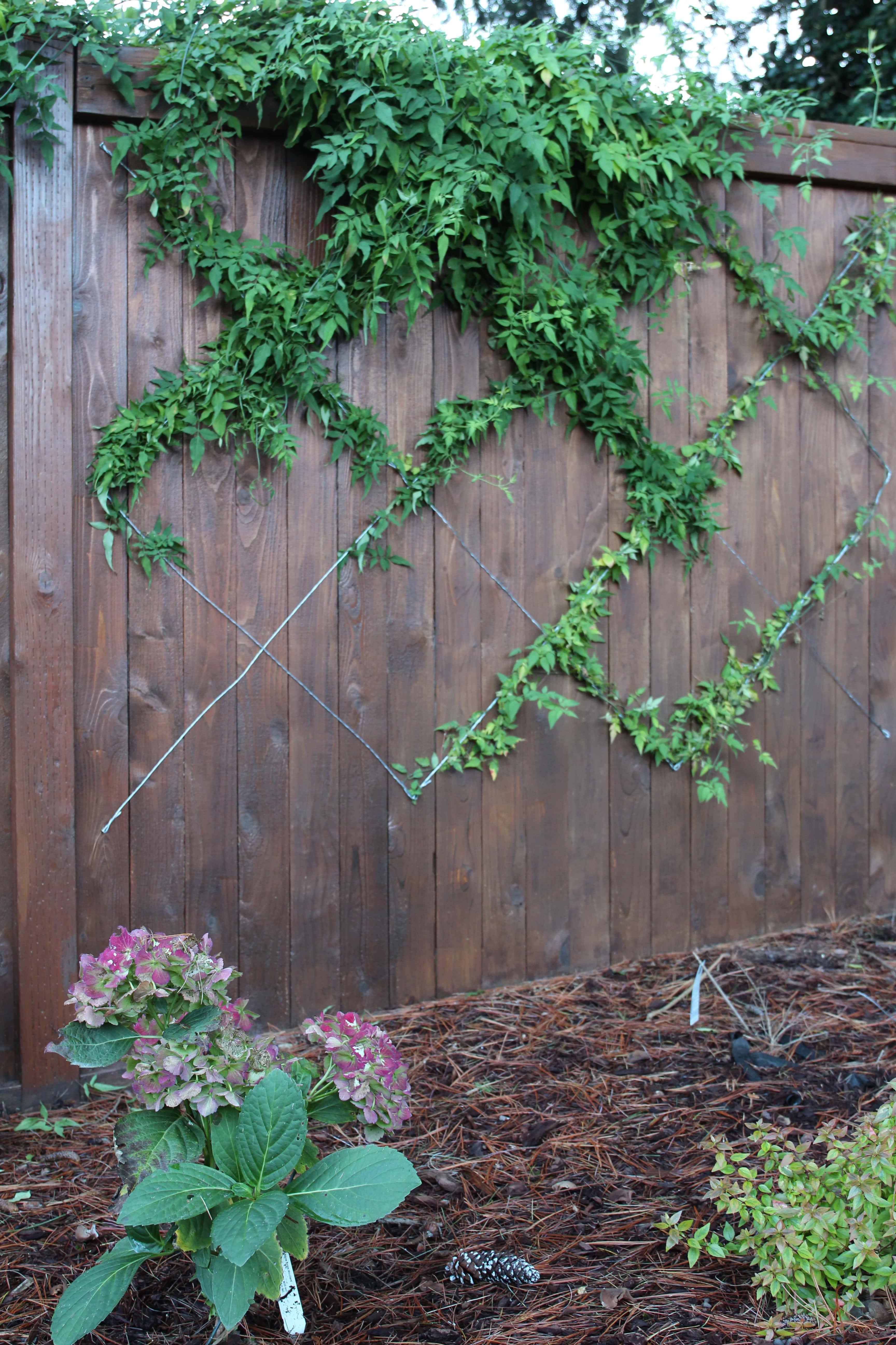Espalier wire trellis in diamond pattern on brown wood fence. Vine growing on fence, hydrangea growing in planter bed.